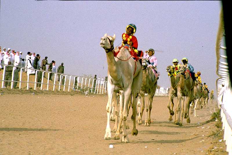 The Camel Races inland from Al Taif