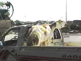 A goat on a truck in Taif