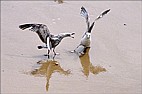 Juvenile Herring Gulls fighting over a grab