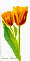 tulipclaud.jpg (29125 bytes)
