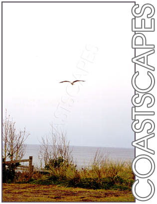 seagull over coastline bass coast victoria australia