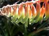 Gasteria maculata