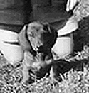 GOLIATH September 1966 puppy
