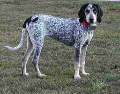 spotted coonhound