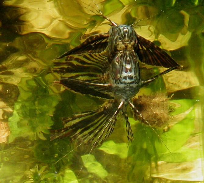 butterfly catfish