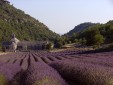 das einzige Lavendelfeld in der Provence