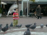 Tauben am Waltherplatz