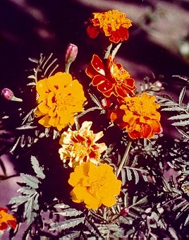 Rustic Marigold Mixed