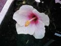 Red Centered White Hibiscus