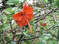 Red Hibiscus