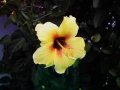 Dark Centered Yellow Hibiscus
