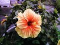 Yellow Orange Hybrid Hibiscus