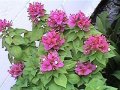 Hawaiian Bougainvillea