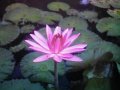 Pink Water Lily<BR><I>Telipok Merah Muda</I>