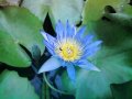 Blue Water Lily Hybrid 1