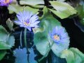 Blue Waterlily Hybrid 1