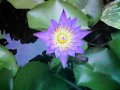 Blue Water Lily Hybrid 3