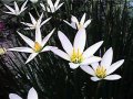 White wind lily