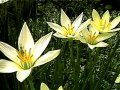 yellow wind lily