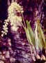 Mountain Bulbophyllum