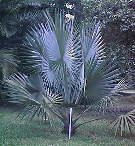 White Leaf Fan Palm