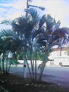 Yellow Palm