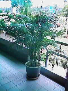 Yellow Palm