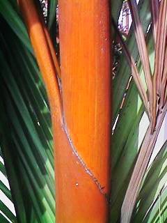Sealing Wax Palm