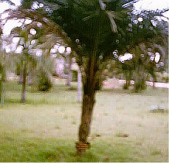 Ariku Palm