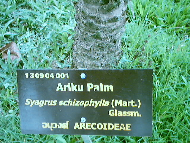 Ariku Palm