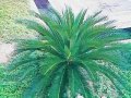 Fine Leaved Cycad