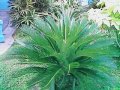 Fine Leaved Cycad