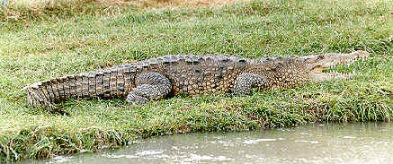 American crocodile.