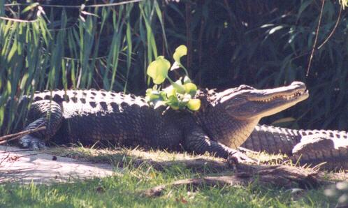 An American Alligator
