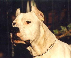 Dogo+argentino+hunting+wild+boar