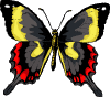 butterfly1.gif (9269 bytes)