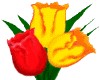 tulips.gif (10506 bytes)