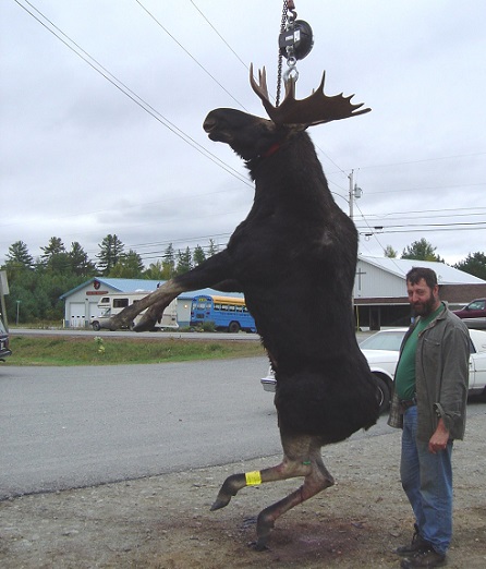 Aroostook County Bull Moose