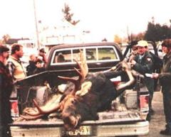 "                  nbsp;Maine 965 lbs Bull
Moose"