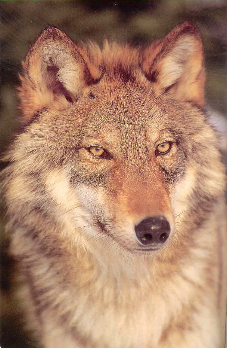 Red Wolf Photos
