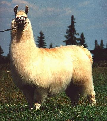 Weird Llama