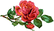 rosesing.gif (3681 bytes)