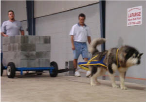 Champion "Thumper" at a UKC Weight Pull 2008