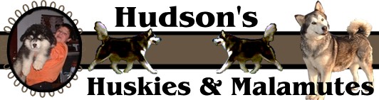 Hudson's Huskies & Malamutes