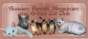 Russian Somali Abyssinian and British Cat Club