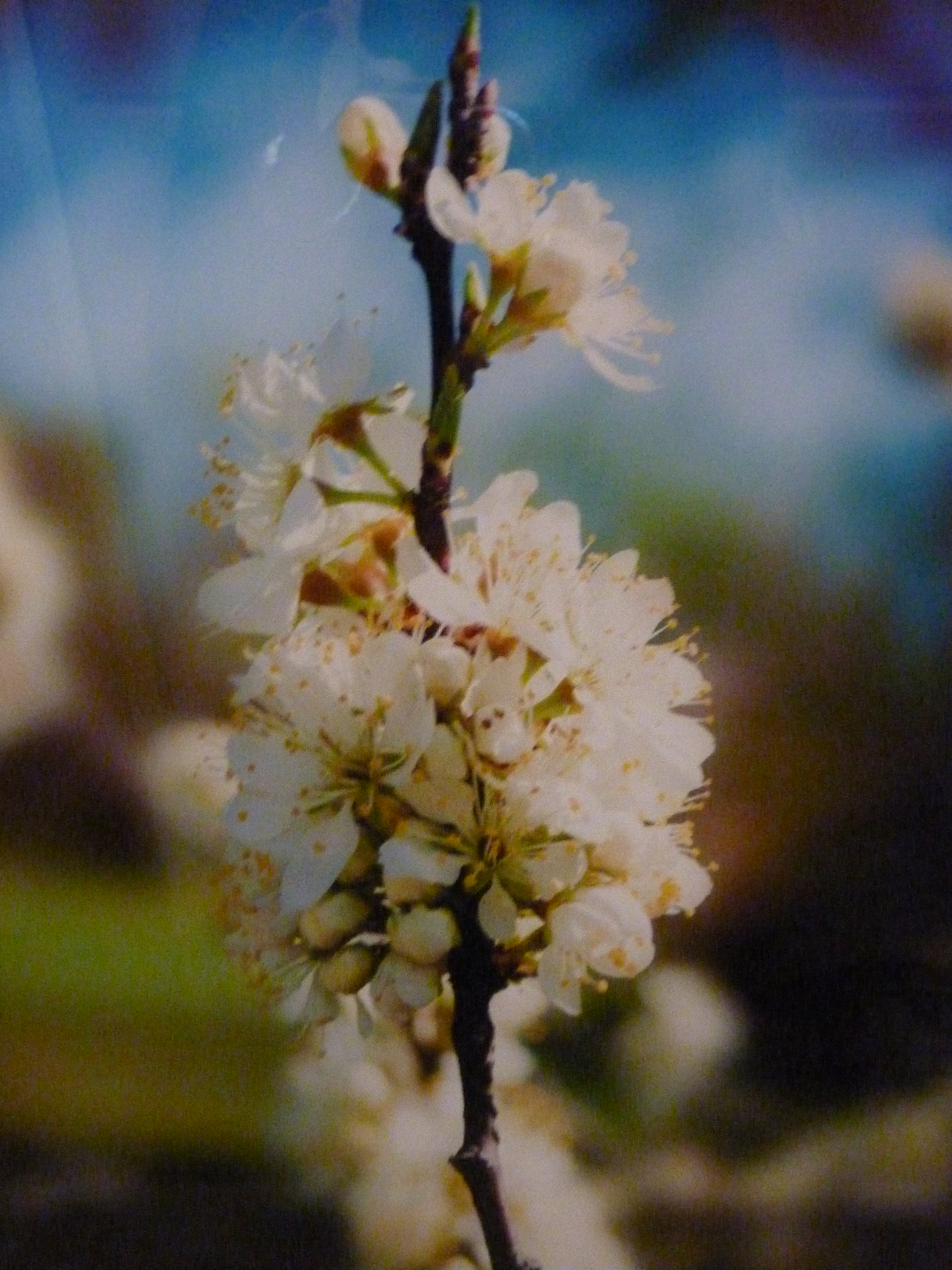 plumblossoms.jpg