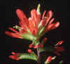 Castilleja coccinea flower cluster. Calyx-lobes and (deeply lobed!) bracts red-pigmented. Note: not to same scale as similar image of C. kraliana, which has smaller flowers.