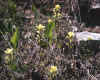 Yellow-flowered Castilleja coccinea on glade in Izard County, Arkansas. Broad-eaved associate is Silphium terebinthinaceum (prairie dock).