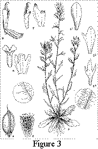 Figure 3. Castilleja kraliana. A. Habit, X1/2, details showing hairs on stem and leaf. B. Flower, X1 1/2, bract deflexed to show calyx. C. Some variations in bract shape, X2, the usual shape at top. D. Calyx, X1 1/2, dissected at right. E. Corolla, X1 1/2, dissected at right. F. Capsule, X3. G. Seed, X25. Drawing by Vicky Holifield.
