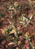 Croton alabamensis (Alabama croton).